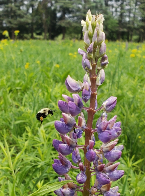 Image of a bumble bee hovering by a slender purple plant