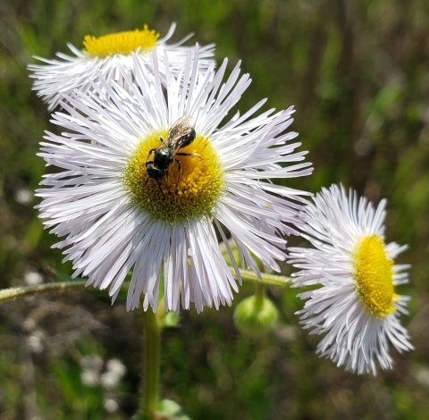 Closeup image of a bee on the center of a fleabane flower