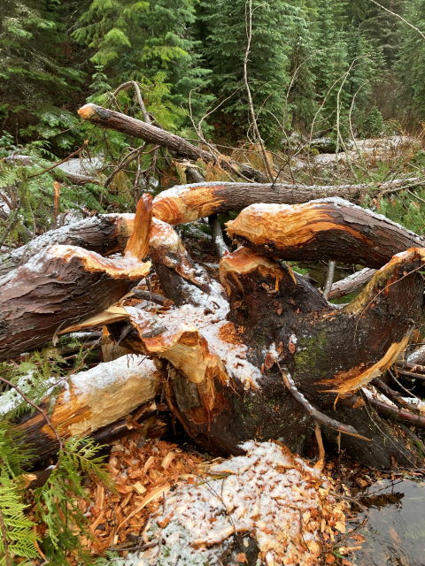 Sculpture of a beaver-chewed tree