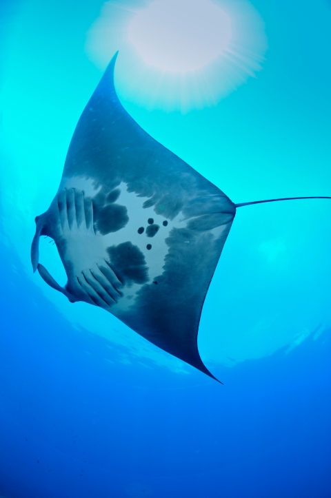 A stingray swimming with the sun in the background