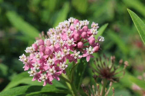 Swamp milkweed in bloom