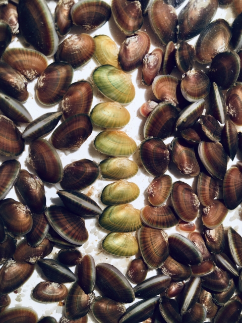 A small number of yellow mussels arranged in the midst of many brown mussels on a white background.