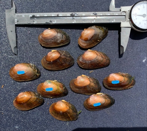 Mussels labeled with colorful tags displaying unique numbers next to a measuring device that resembles a ruler.