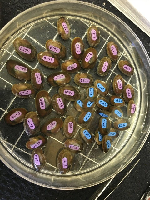 Mussels, each with a colorful tag displaying a unique set of numbers, grouped together in a laboratory environment.