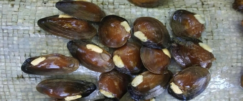 Brown mussels, each with a large cream-colored dot, arranged in a group.