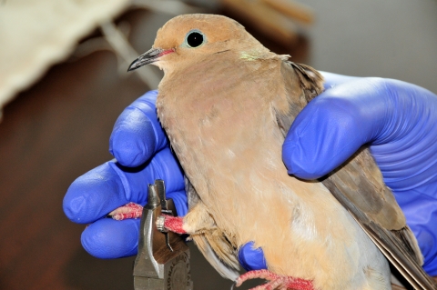 a gloved hand holding a mourning dove that is being banded