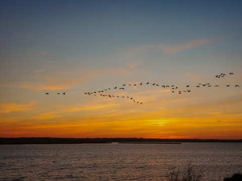Sandhill cranes flying over Long Lake
