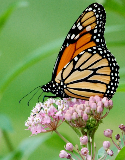 A monarch butterfly sips nectar from a swamp milkweed flower