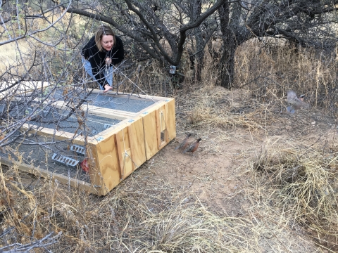 An individual releasing 3 bobwhite quails from their pen 