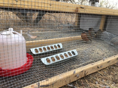 A pen with 3 masked bobwhite quail birds