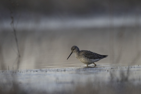 Buff-colored and white shorebird wades into wetland with waters in the distance