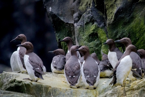 A group of common murres on a ledge