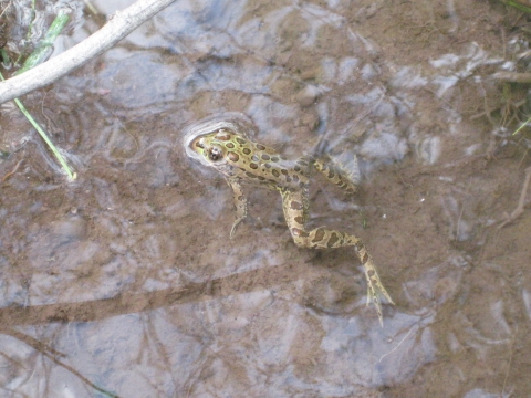 A frog swims in a pond