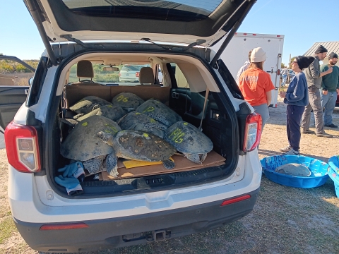 Sea Turtles placed inside of a vehicle ready for transport. 