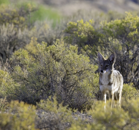 Coyote & Shrub-steppe