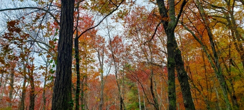 A view into the woods of trees with vibrant red and orange leaves