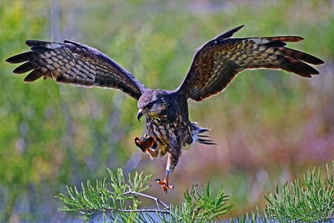 A photo captures an Everglades snail kite as it snags a snail in its talons.