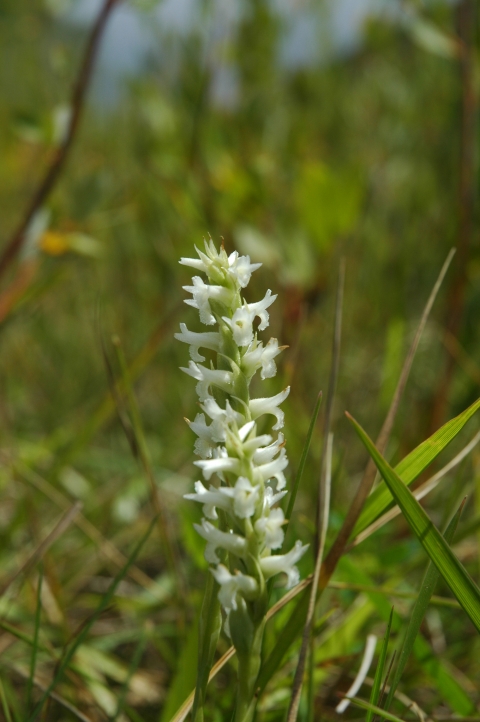 Ute Ladies’-tresses