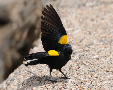 The endangered Yellow-shouldered Blackbird, an endemic species of Puerto Rico, displaying its striking yellow plumage on its "shoulders," contrasting beautifully with its sleek black body.