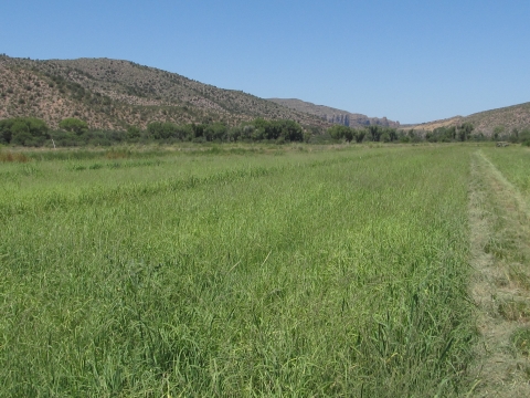 A pasture of grass with mountains in the background