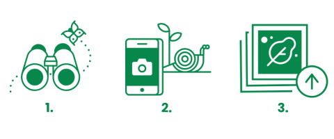 Three icons, first icon is of a binocular with a butterfly, second icon is of a phone taking a photo of a snail, third is a stack of images with a leaf on the first image