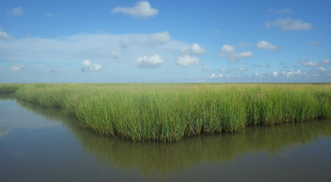 A grassy marsh 