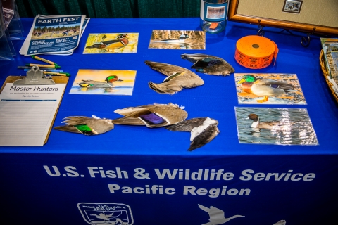 A duck wing identification program as part of an outreach event