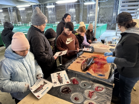 Students stand around a dissected salmon holding labeled diagrams