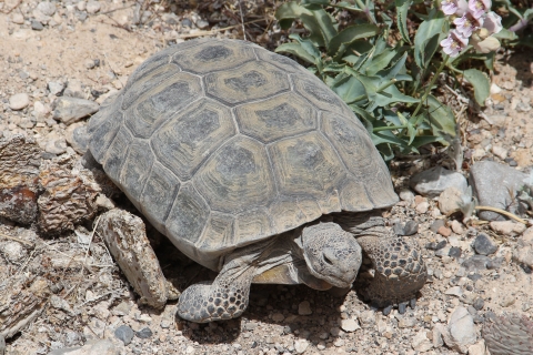 A tortoise on the ground
