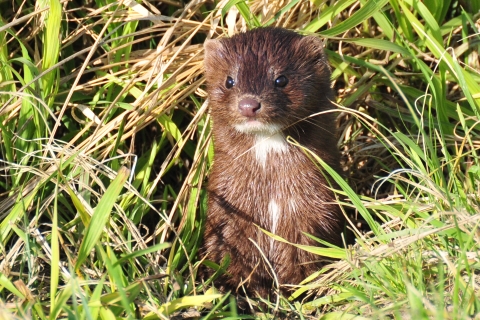 A mink observing from the edge of a tall green grass patch with only its upper body showing.