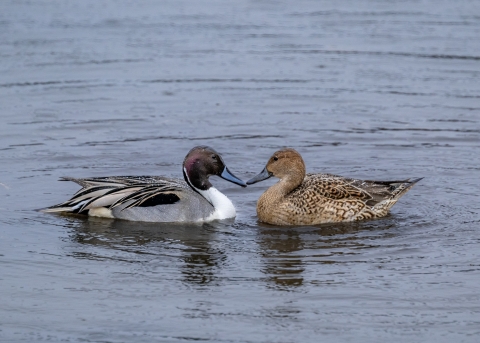 Northern Pintail drake and hen pair