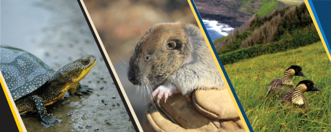 A photocollage featuring a spotted black and yellow turtle standing on a damp road, a brown and grey gopher being held with leather work gloves, and a pair of black headed, yellow throated geese sitting on a grassy hillside beside the ocean..