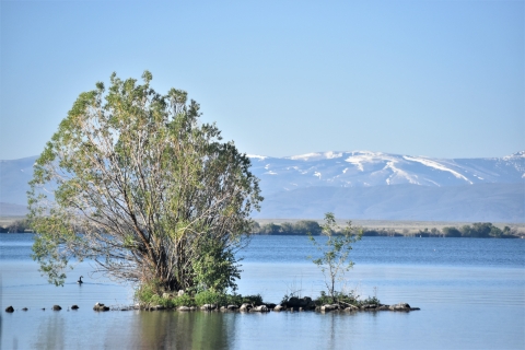 A tree grows out of the shallows of a river with mountains in the background.