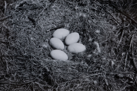 black and white photo of 5 large eggs in a nest cup of dried leaves. The eggs are as long a a pen that was included in the photo to show scale.