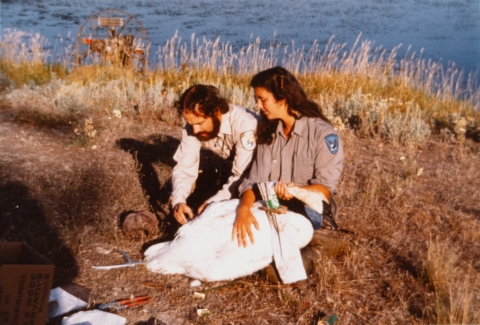 Old color photograph of a man and a woman in brown uniforms sitting on the ground holding a trumpeter swan to band its leg. Their is a green band already around tits neck. The bird is nearly as long as the the two refuge workers sitting side-by-side.