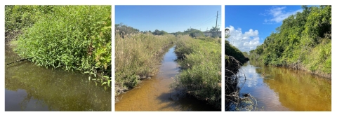 3 ditch-like habitats with vegetation along the sides and brownish water