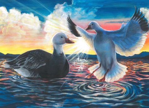 Snow geese on the water