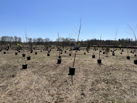 Many trees in pots standing in a field, with people planting them in the background.