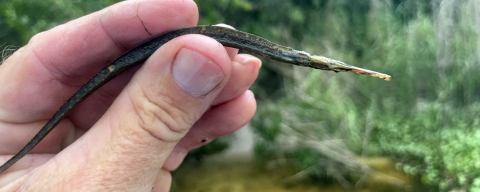 a small slender fish held in hand next to a stream