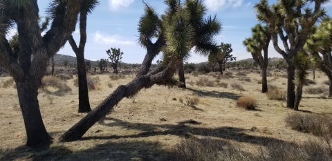 After fine fuels treatment around Upper Covington Joshua trees.