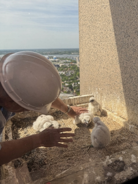 Man in hard hat touching small fluffy white birds.