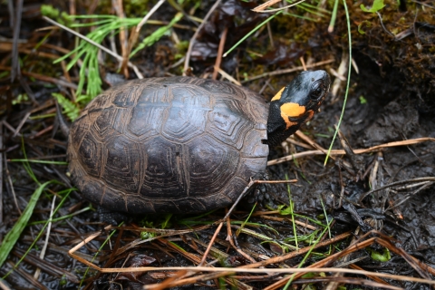 Small turtle with yellow markings on its head standing in mud and grass