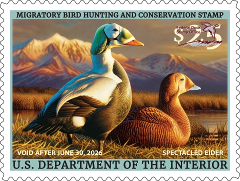 2025-2026 Federal Duck Stamp&nbsp;featuring a pair of spectacled eiders on the ground in grassy area.