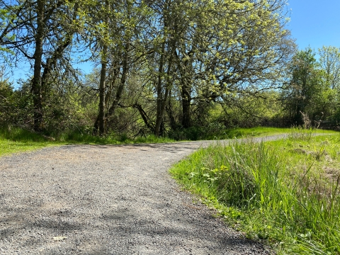 Image of a gray gravel trail with green grass on the right and green leafy trees on the left.