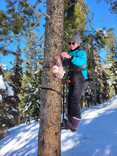 A person with winter clothes is seen climbing a tree in the winter attaching a piece of meat to the tree.