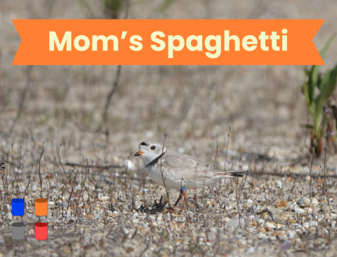 A small, sandy-colored shorebird with an orange and black bill and a black headband and neck collar stands on a gravel and sand beach among some small, sparse vegetation. Four cylinders representing the color band combination on its legs are in the lower left of the photo and are read as cobalt over gray on the left and orange over red on the right. The orange banner along the top reads “Mom’s Spaghetti” in light yellow text.