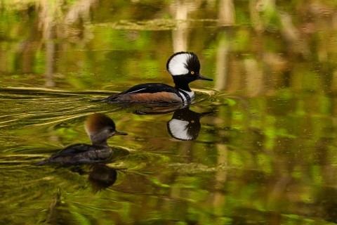 A pair of hooded mergansers