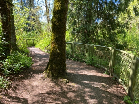 Image of a brown natural surface trail with a tree trunk in the middle of it, metal railing to the right and green vegetation and trees in the background.