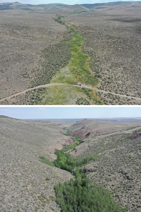 There are two photos and the top shows an aerial view of a green strip through the middle of the frame and the rest of the photo is brown colored. The bottom photo shows the same view but the trees in the green strip are bigger. to