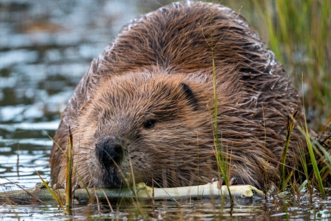 Beaver carrying a stick in mouth.